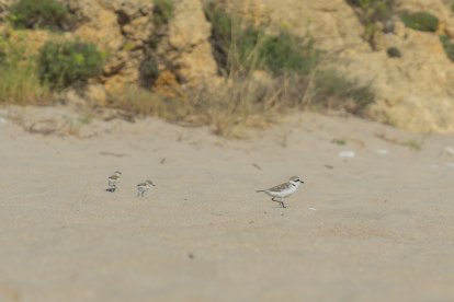 Tres parelles de corriols camanegres han fet cinc nius a la sorra de la platja