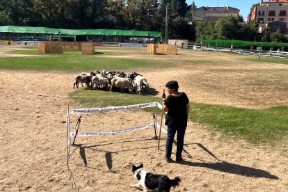 Una de les pastores participants, Mercè Ribot, del concurs de gossos d'atura de Prades