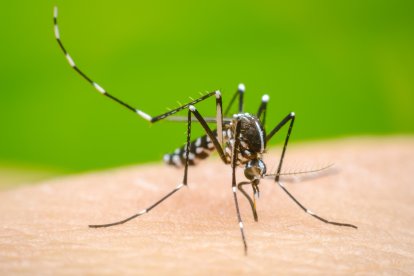 Imagen de un mosquito trasmissor del Dengue.