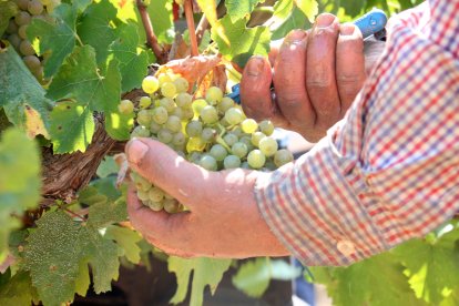 Unes mans agafen un raïm en el moment de collir-lo durant la verema 2024 al Penedès.