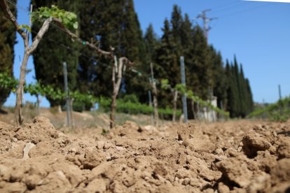 Detall de terra seca en una vinya.