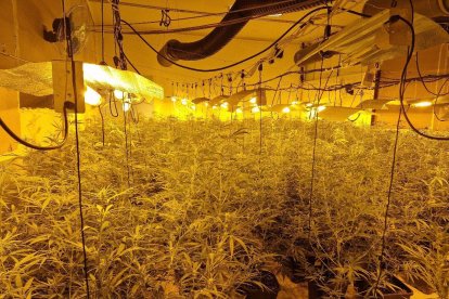 Plantació de marihuana desmantellada pels Mossos d'Esquadra en una nau industrial de Masllorenç.