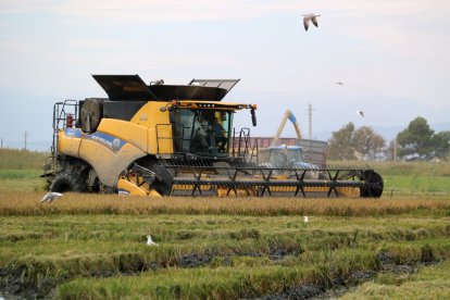 Una segadora cull arròs entre el vol dels ocells, mentre un tractor buida el gra collit al darrera.