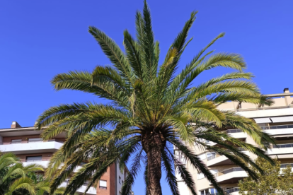 Palmera del parc de Sant Jordi.