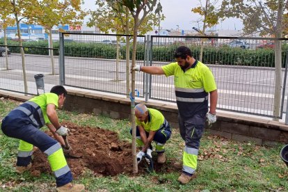 Tres operaris plantant un arbre en una escola tarragonina.