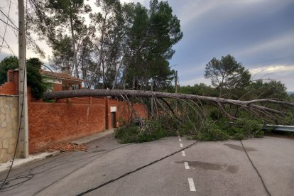 Un arbre caigut a un municipi barceloní.