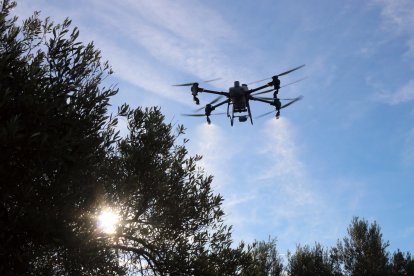 El dron ruixant les oliveres d'una finca de Santa Bàrbara