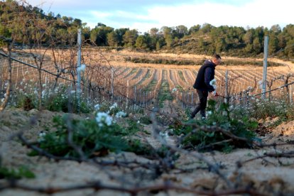 Restes de poda al mig de la vinya de Joan Lloren Solé de Batea, on ell treballa al fons.