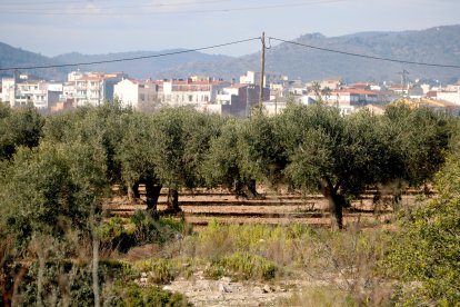 Terreny on s'ubicaria el nou polígon de la Bisbal del Penedès a tocar del nucli urbà.