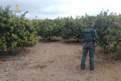 Los cebos estaban colocados estratégicamente en zonas de paso habituales de conejos.