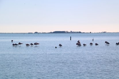 Flamencs a la badia dels Alfacs, davant de les salinies de la Trinitat.