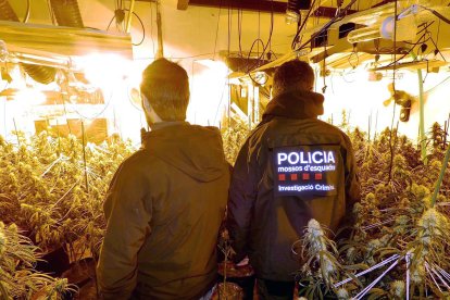 Agents de Mossos observant la plantació de marihuana en un domicili del Lloar.