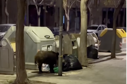 Imatge del Porc Senglar vist a Sant Pere i Sant Pau