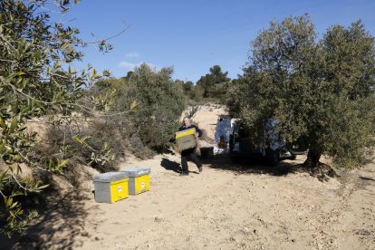 El presidente de la Associació d'Amics de les Abelles, Maria Joan Llorens, colocando las polillas de abejas que se han instalado en la finca experimental que la Diputació de Lleida tiene en Maials en el marco del proyecto Redicat.