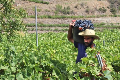 Un viticultor transporta uva en una finca de Porrera.