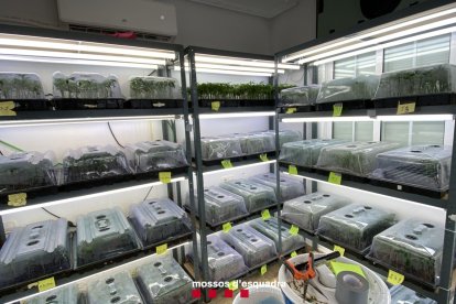 Laboratori amb esqueixos de marihuana que els Mossos d'Esquadra han desmantellat.