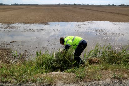 Un operario comprueba la entrada de agua en un arrozal de Deltebre medio inundado.
