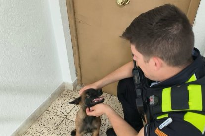 El cadell rescatat a Sant Pere i Sant Pau, en el moment de ser atès pels serveis d’emergència.
