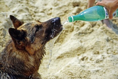 Imagen de un perro tomando agua en una playa.