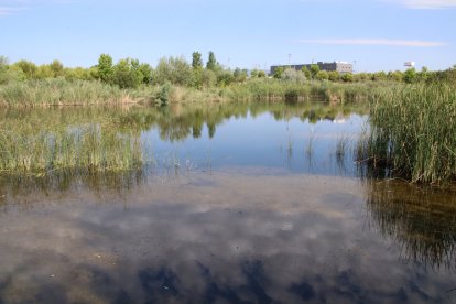 Imagen de la laguna de la Anilla Mediterránea, donde se hará un proyecto de renaturalización.
