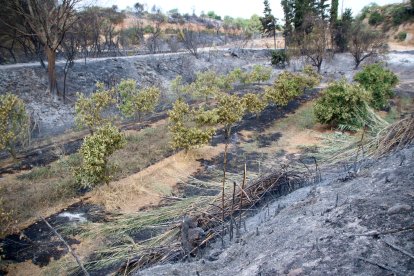 Les flames van arribar a escassos 200 metres d'Aldover i van cremar vorals i camps.