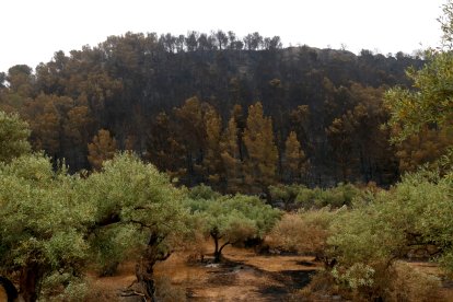 Una finca de olivos con el bosque al lado todo quemado por el incendio de Paüls