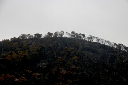 Una muntanya cremada per l'incendi de Paüls
