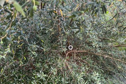 Una de las cámaras que vigilaba el chalet de la Mora con una plantación interior de Marihuana.