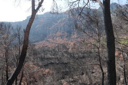 Imagen de la zona afectada por el incendio en Paüls