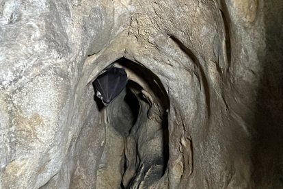 Un ratpenat agafat a la roca.