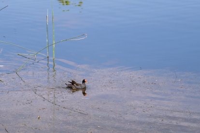 Llacuna del Parc de l’Anella Mediterrània.