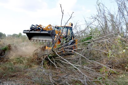 Una excavadora arrenca avellaners morts d'una finca de Riudoms.