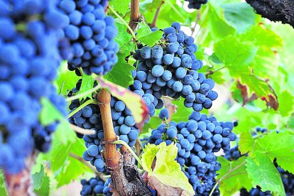 La recuperació de la producció és fruit de les pluges que van mullar la tardor del 2024.