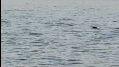 Imatge d'un dels dofins a la platja de l'Arrabassada.