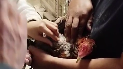 Video de los gallos afectados