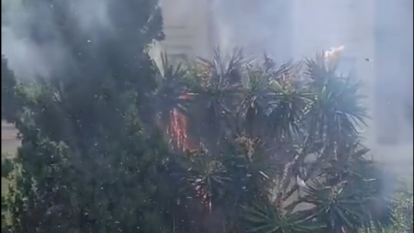 Vídeo de la palmera cremant