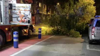 Arbre caigut a Reus