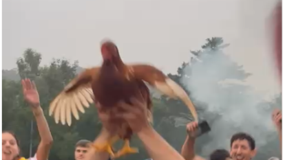 Vídeo del moment amb la gallina
