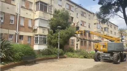 Imatge del pi que ha estat retirat