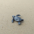 Imatge d'una cria acabada de néixer a la barra del Trabucador.