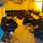Imatge de la plantació de marihuana desmantellada.