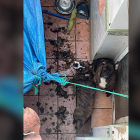 Els dos gossos rescatats per agents de la Guàrdia Cívil a Santa Margarida de Motbui.
