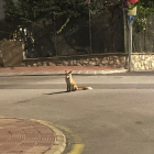 Imatge d'una de les guineus a Cala Romana.