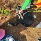 Gos desnutrit i amb hipotèrmia trobat abandonat a la Bisbal del Penedès.