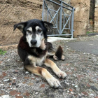 Argo, el perro callejero que visitaba cada día desde hacía 15 años el Parque Arqueológico de Pompeya.