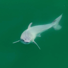 Primera imatge d'una cria de tauró blanc recent nascuda, que va ser captada a la costa central de Califòrnia.