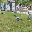 L’Ajuntament tindrà al maig un nou estudi que apuntarà noves mesures per combatre els coloms.