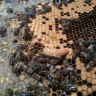 Una bresca plena d'abelles