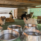 La Protectora d’Animals i Plantes va acollir 75 gats el 2023.