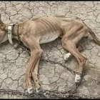 Imagen de uno de los animales.